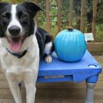 The Teal Pumpkin Is Our Favorite!