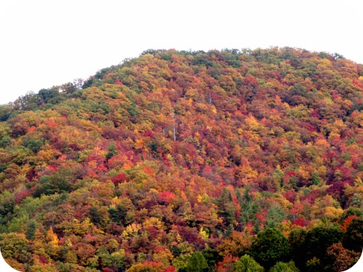fall foliage blue ridge mountains nc