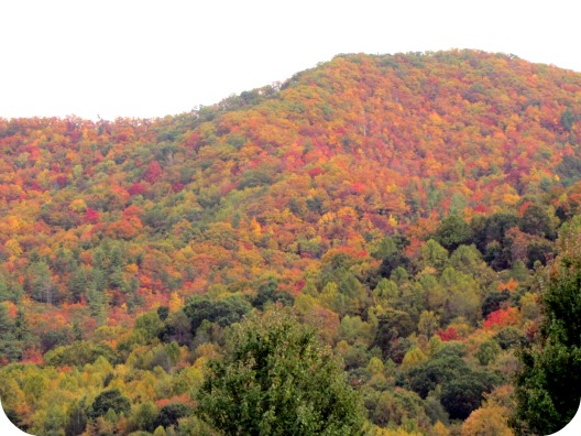 fall leaves mountains of NC