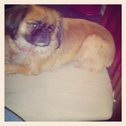 Kingston Cutest Shih Tzu Ever