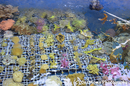 Georgia Aquarium Coral Reef